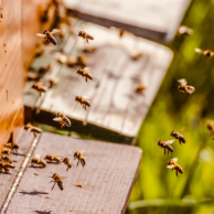 Etude de cas 'Un toit pour les abeilles': un jeu de rôle en ligne sur la mission des entreprises. Sensibilisation et déploiement au cœur de l'action.