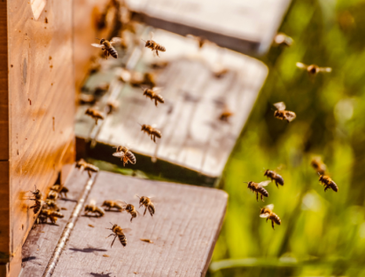 Etude de cas 'Un toit pour les abeilles': un jeu de rôle en ligne sur la mission des entreprises. Sensibilisation et déploiement au cœur de l'action.